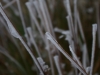 icegrass