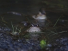 frogs-4-copy