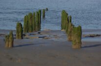 Arnside Dog Walk