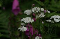 Visual Reasons