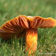 Photogenic Fungi