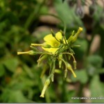 Wild Flower Walking on Evia