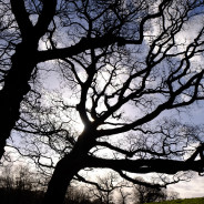 Pictures in the park