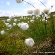Outlying Fells of Swindale