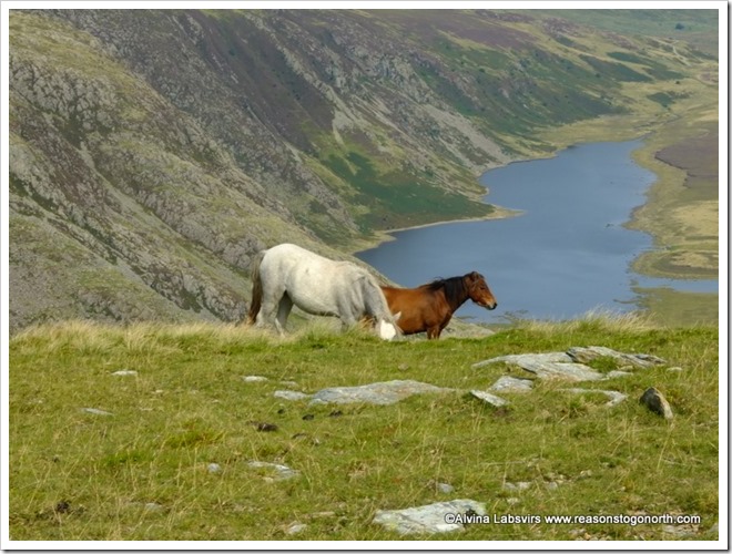 Welsh ponies