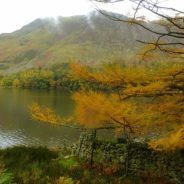 Autumn Colours and Mist