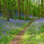 Best of the Bluebells