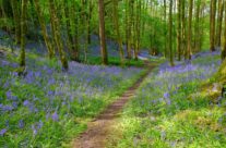 Best of the Bluebells
