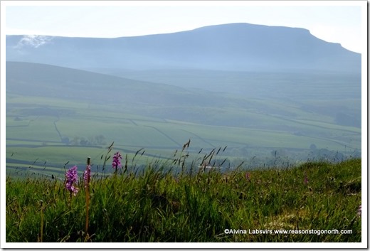 Orchids and Pen y Ghent
