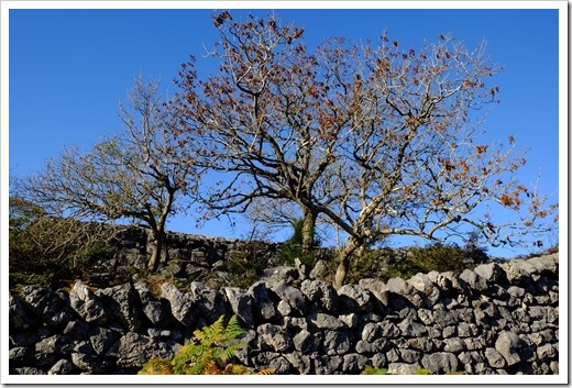 Trees Farelton Limestone