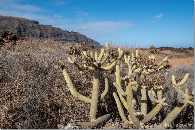 cacti near Orzola