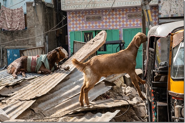 Jaipur Goats
