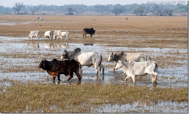 cows Bharatpur, Keoladeo