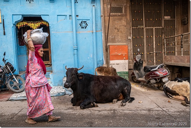 lady with cows Jodhpur