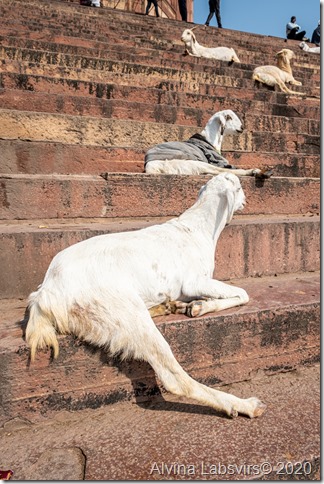 goats at Fatepur Sikri