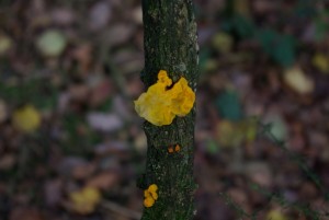 Fungi Cunswick Scar