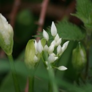 New Life on Arnside Knott