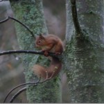 Red Squirrel