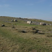 The Limestone Fringe