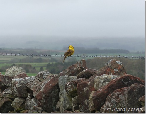 Yellowhammer2