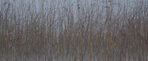 reed beds Hawes Water