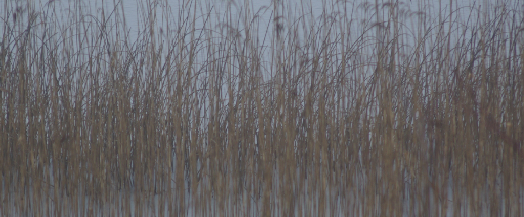 reed beds Hawes Water