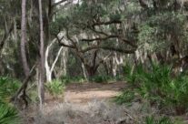 Warm Weather Walking