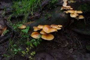 Yello Fungi