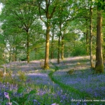 woodlands Light bluebells