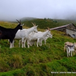 Goats at Bovine