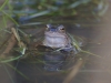 frogs-6-copy