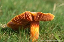 Photogenic Fungi