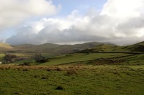 Linear Western Wainwrights