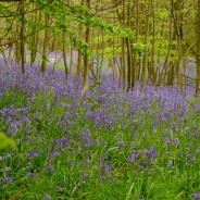 Yorkshire Blues and Greens