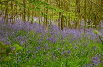 Yorkshire Blues and Greens