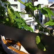 High Rise Horticulture