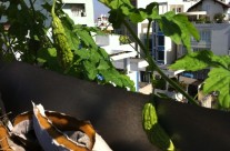 High Rise Horticulture