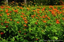 Parks, Gardens and the Zoo