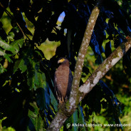 Tabin Wildlife