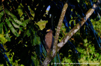 Tabin Wildlife