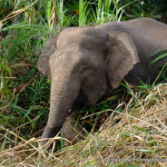 Life on the Kinabatanga River – Abai Homestay