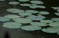 A Gray Day in Hue