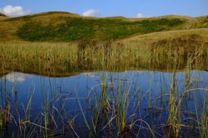 Tarn