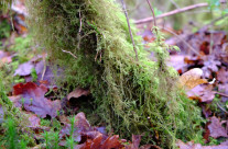 Rusland Valley