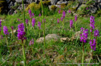 Orchid Time