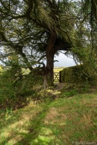 Larch Trees