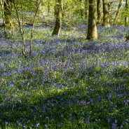 April 2020 –  COVID Spring