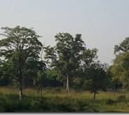 Tiger Hunt