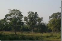 Tiger Hunt