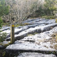 The Limestone Link